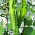 60 Count Vegetable Winged Bean Seeds Dragon Horned Four Angled Asparagus