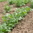 100 Count Vegetable Leisure Cilantro Seeds Slow Bolting Coriander Culantro