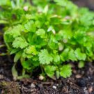 600 Count Vegetable Leisure Cilantro Seeds Slow Bolting Coriander Culantro