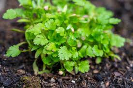 600 Count Vegetable Leisure Cilantro Seeds Slow Bolting Coriander Culantro