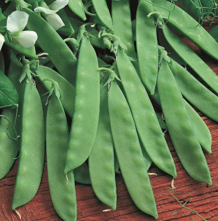 30 Count Vegetable Oregon Sugar Pod II Snow Pea Seeds Green Bean