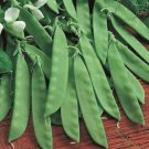 30 Count Vegetable Oregon Sugar Pod II Snow Pea Seeds Green Bean