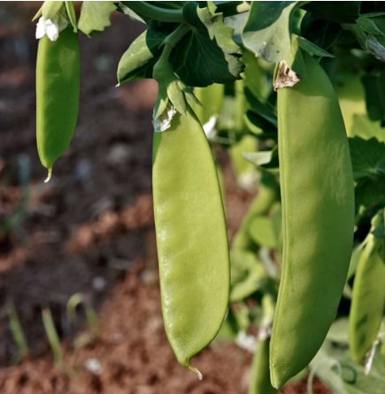 90 Count Vegetable Oregon Sugar Pod II Snow Pea Seeds Green Bean