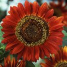 150 Count Flower 8 Species Mix Variety Pack Sunflower Seeds