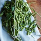 60 Count Vegetable Midori Giant Japanese Edamame Seeds