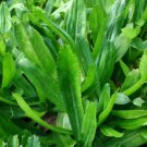 400 Count Vegetable Culantro Seeds Ngo Gai Coriander Shadow Beni Benhi Recao
