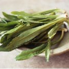 1200 Count Vegetable Culantro Seeds Ngo Gai Coriander Shadow Beni Benhi Recao