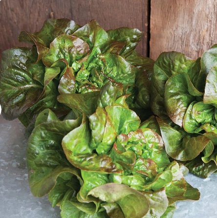 500 Count Vegetable Bronze Mignonette Butterhead Lettuce Seeds Lactuca Sativa