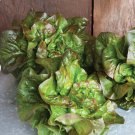 500 Count Vegetable Bronze Mignonette Butterhead Lettuce Seeds Lactuca Sativa
