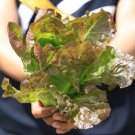 1500 Count Vegetable Bronze Mignonette Butterhead Lettuce Seeds Lactuca Sativa