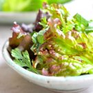 3000 Count Vegetable Bronze Mignonette Butterhead Lettuce Seeds Lactuca Sativa