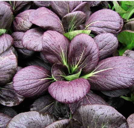 200 Count Vegetable Purple Lady Bok Choy Seeds Pak Choi Purple Leaves Green