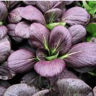 200 Count Vegetable Purple Lady Bok Choy Seeds Pak Choi Purple Leaves Green