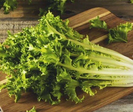 500 Count Vegetable Green Curled Ruffec Endive Seeds Curly Frisee Escarole Chicory Bitter