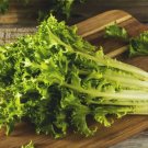 500 Count Vegetable Green Curled Ruffec Endive Seeds Curly Frisee Escarole Chicory Bitter