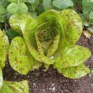 500 Count Vegetable Freckles Romaine Lettuce Seeds |Lactuca Red