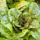 3000 Count Vegetable Freckles Romaine Lettuce Seeds |Lactuca Red