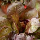 1500 Count Vegetable Rouge De Hiver Romaine Lettuce Seeds Lactuca Sativa Red