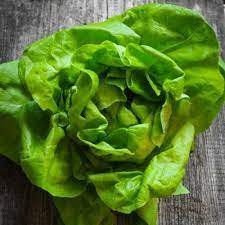 500 Count Vegetable Tom Thumb Butterhead Lettuce Seeds Lactuca Sativa Buttercrunch