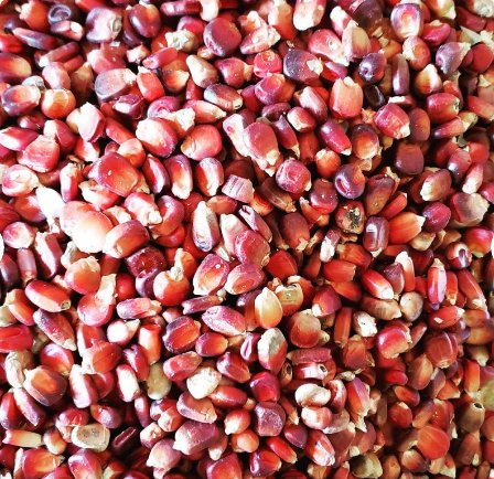 90 Count Vegetable Bloody Butcher Red Ornamental Corn Seeds Red Moonshine