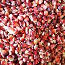 90 Count Vegetable Bloody Butcher Red Ornamental Corn Seeds Red Moonshine
