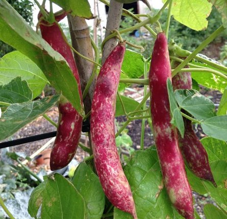 20 Count Vegetable Pink Cranberry Bean Seeds (Dwarf Taylor Horticultural)
