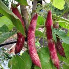 20 Count Vegetable Pink Cranberry Bean Seeds (Dwarf Taylor Horticultural)