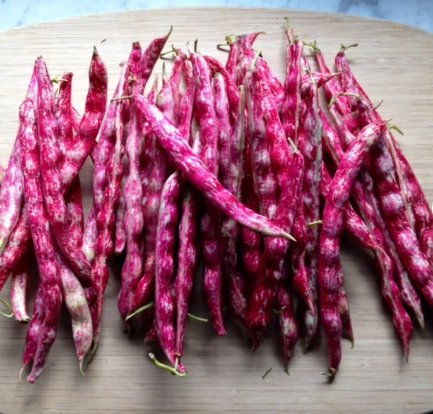 60 Count Vegetable Pink Cranberry Bean Seeds (Dwarf Taylor Horticultural)