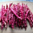 60 Count Vegetable Pink Cranberry Bean Seeds (Dwarf Taylor Horticultural)