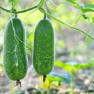 20 Count Vegetable Fuzzy Star Fuzzy Melon Seeds