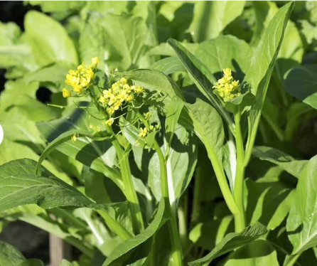200 Count Yu Choy Sum Seeds | USA Asian Chinese Green Vegetable Broccoli