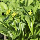 200 Count Yu Choy Sum Seeds | USA Asian Chinese Green Vegetable Broccoli