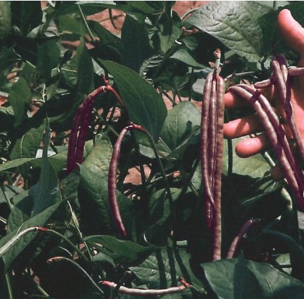 60 Count Knuckle Purple Hull Cowpea Seeds Brown Crowder Field Cow Pea Knucklehull Purplehull