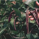 60 Count Knuckle Purple Hull Cowpea Seeds Brown Crowder Field Cow Pea Knucklehull Purplehull