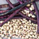 50 Count Mississippi Pinkeye II Purplehull Southern Cowpea Seeds Vegetable