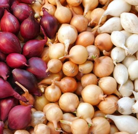 25 Count Vegetable 3 Colors Mix Onion Sets (Bulbs) Yellow, Red, White Sweet Onions