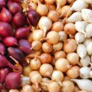 25 Count Vegetable 3 Colors Mix Onion Sets (Bulbs) Yellow, Red, White Sweet Onions