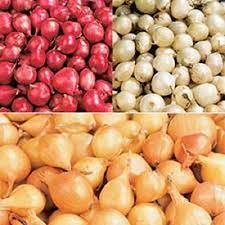 1 LBS Vegetable 3 Colors Mix Onion Sets (Bulbs) Yellow, Red, White Sweet Onions
