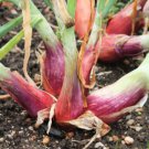 40 Count Vegetable Monique French Pink Shallot Sets (Bulbs) SemiLong Red Echalote