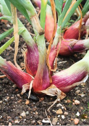 40 Count Vegetable Monique French Pink Shallot Sets (Bulbs) SemiLong Red Echalote