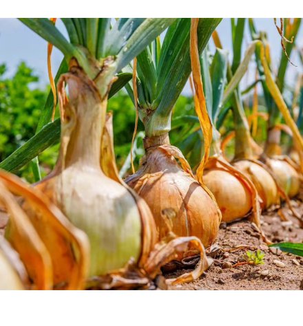 25 Count Vegetable Super Sweet Candy Onion Sets (Starter Bulbs) Noon Day Yellow Onions Green