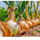 25 Count Vegetable Super Sweet Candy Onion Sets (Starter Bulbs) Noon Day Yellow Onions Green