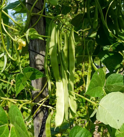 30 Count Vegetable Lu Qing Romano Pole Bean Seeds Stringless