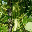 30 Count Vegetable Lu Qing Romano Pole Bean Seeds Stringless
