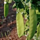 30 Count Vegetable Oregon Sugar Pod II Snow Pea Seeds  Snap Peas Green Bean