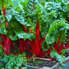 300 Count Vegetable Ruby Red Rhubarb Swiss Chard Seeds Rainbow Silver Beet
