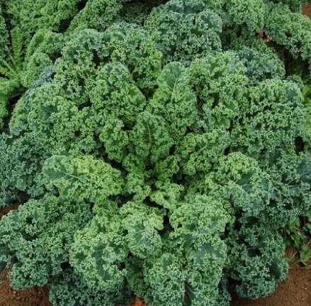 200 Count Vegetable Blue Curled Scotch Kale Seeds Healthy Garden