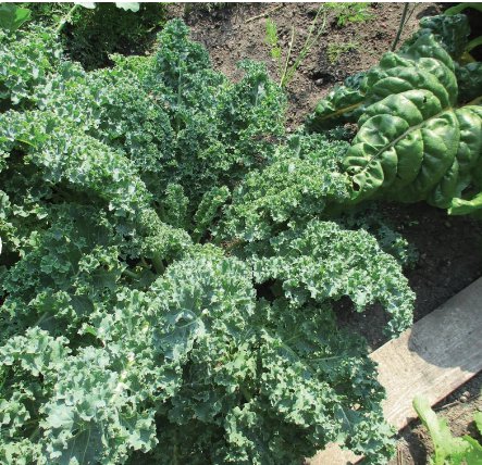 600 Count Vegetable Blue Curled Scotch Kale Seeds Healthy Garden