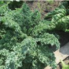 600 Count Vegetable Blue Curled Scotch Kale Seeds Healthy Garden