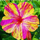 50 Count Flower Marvel of Peru Four O' Clock Seeds Flower Broken